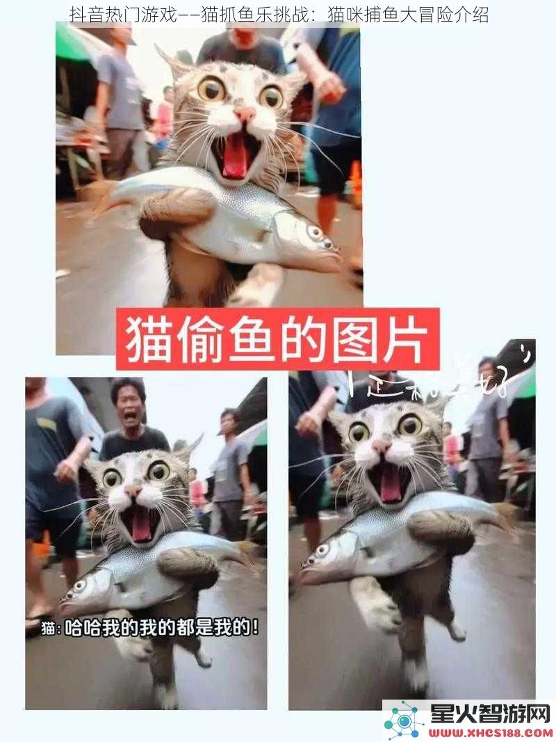 抖音热门游戏——猫抓鱼乐挑战：猫咪捕鱼大冒险介绍